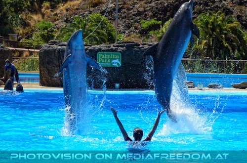 Dolphin Show 23