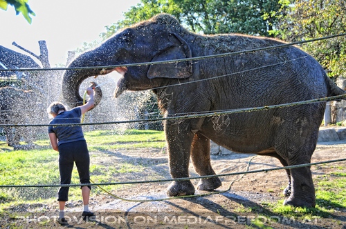 Elefanten W�sche 02