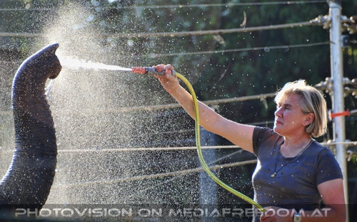 Elefanten W�sche 06