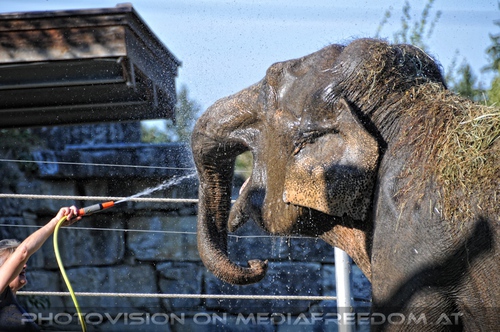 Elefanten W�sche 07