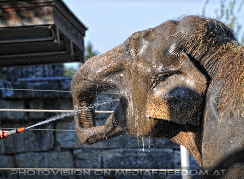 Elefanten W�sche 08