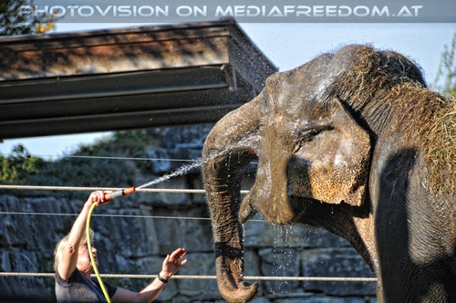 Elefanten W�sche 09