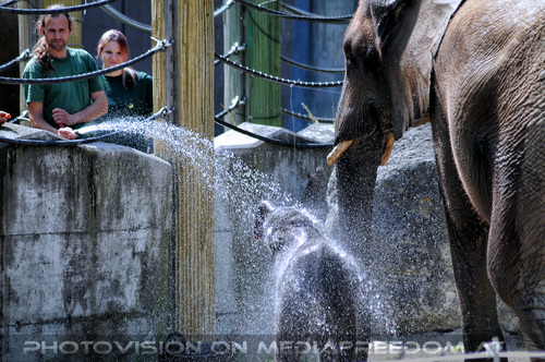 Elefantenbaby Tuluba 17