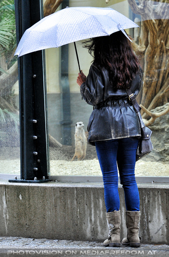 Erdm�nnchen 2: Eva D.