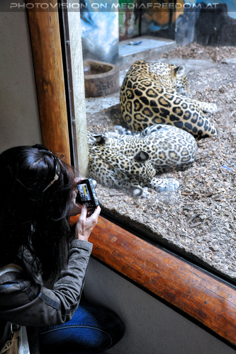 Leoparden 04: Eva D.