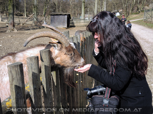 Ziegenbock 2: Eva D.