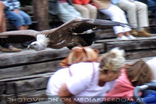 Falknereivorf�hrung 07