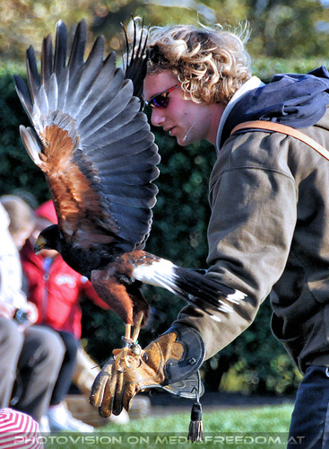 Falknereivorf�hrung 19