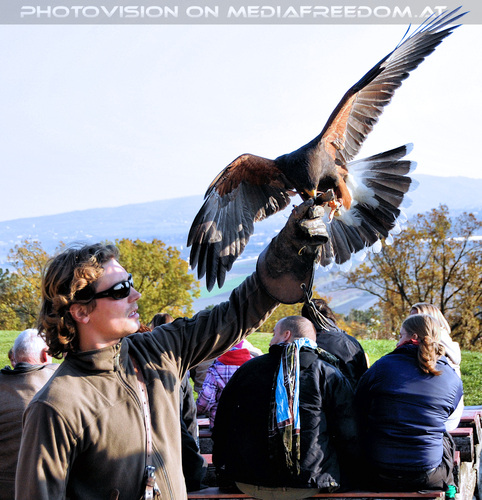 Falknereivorf�hrung 23