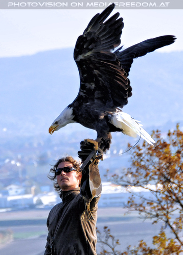 Falknereivorf�hrung 25