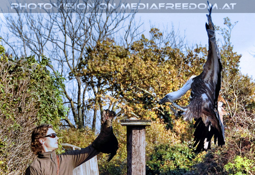 Falknereivorf�hrung 26