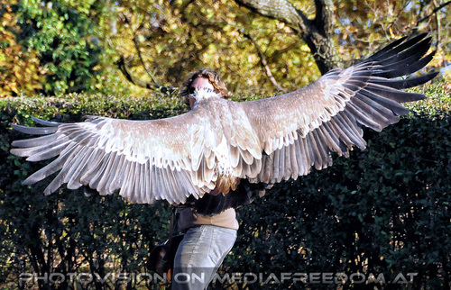 Falknereivorf�hrung 28