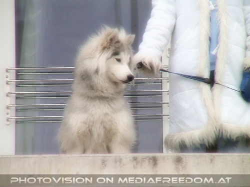 Flauschiger Husky