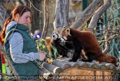 F�tterung roter Pandas 19