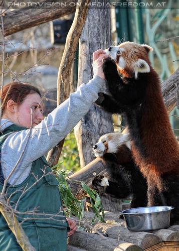 F�tterung roter Pandas 21