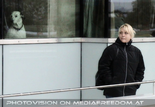 Dalmatiner Beobachtung