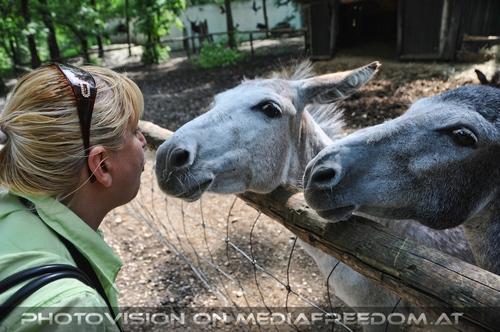 Esel Begr��ung: Gabriele P.