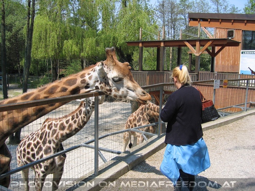 Giraffen f�ttern