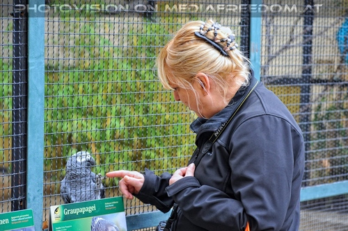 Graupapagei 2: Gabriele P.