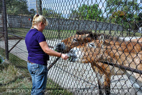 Pferde 2: Gabriele P.