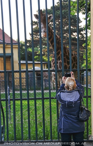 Ist die hoch die Giraffe