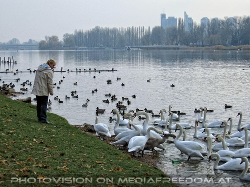 Schwanenschwarm f�ttern