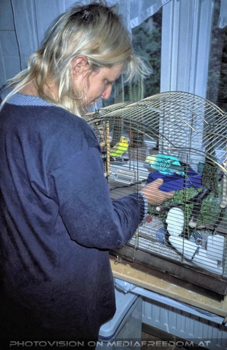 Sittiche 3: Gabriele P.,Speedy,Niki