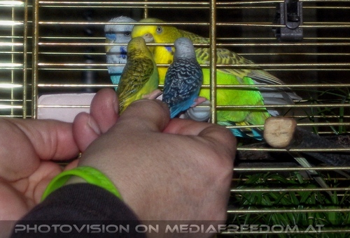 Sittich P�rchen: Gabriele P.,Sunny,Speedy