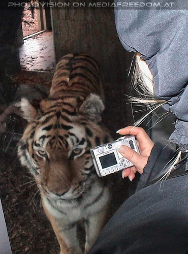 Tigerpix