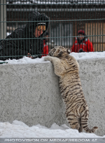 Winter dream - Pix 080: Gabriele P.,Wei�er Tiger