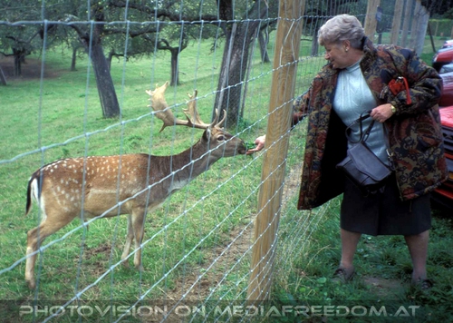 Hirsch Begr��ung