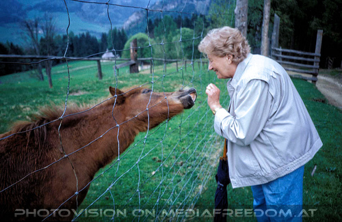 Pferde 2: Gertrude Swoboda