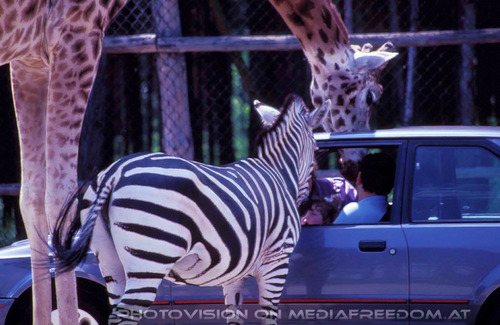 Durchblick: Giraffe,Zebra