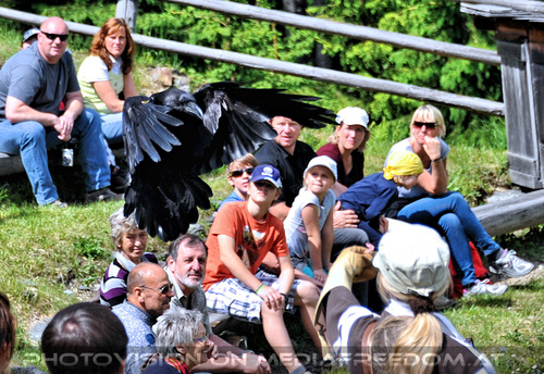 Greifvogel Flugschau 09
