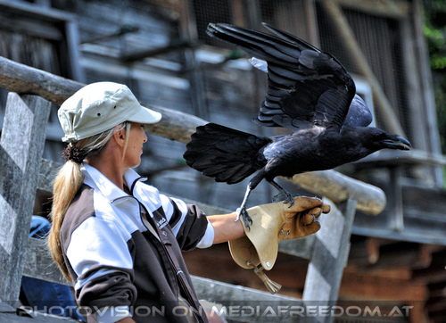 Greifvogel Flugschau 10