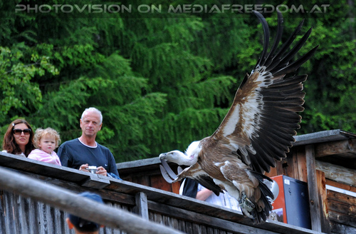Greifvogel Flugschau 14