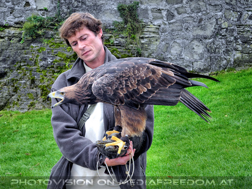 Greifvogelflugschau 01