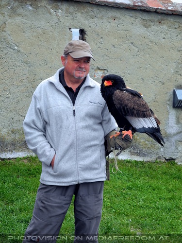 Greifvogelflugschau 02