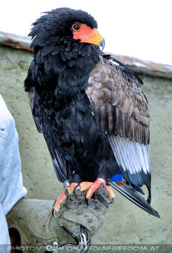 Greifvogelflugschau 03