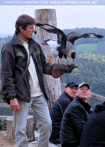 Greifvogelflugschau 19