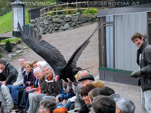 Greifvogelflugschau 25