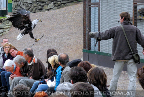 Greifvogelflugschau 28