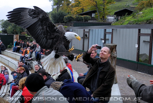 Greifvogelflugschau 33