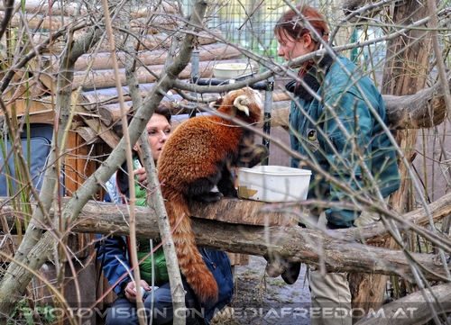 Roter Panda F�tterung 4