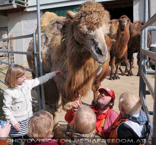 Ein Riesenspa� mit den Kamelen