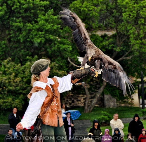 Adler Landung auf der Faust