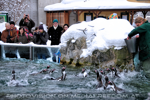 Humboldt Pinguine F�tterung 3