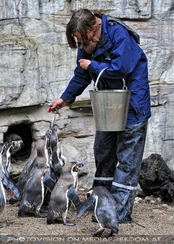 Humboldtpinguine 1