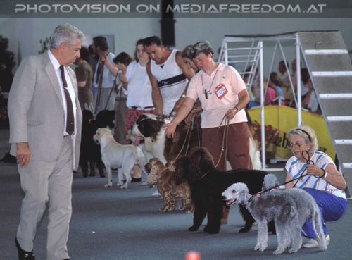 Hunde Pr�sentation