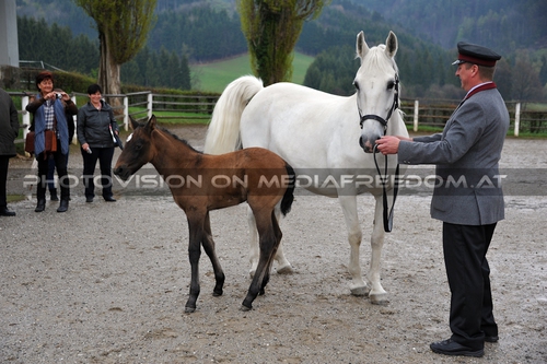 Club der Freunde des Lipizzanergest�ts 35